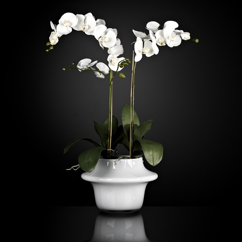 Aranjament floral ATOLLO 2 WITH PHALENOPSIS MEDIUM 1141262.95, Aranjamente florale de lux, plante decorative & flori artificiale in ghiveci⭐ modele design modern ornamental natural pentru decor casa❗ ➽ www.evalight.ro. a